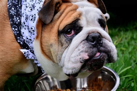  Care and Feeding The English Bulldog does enjoy activity time and burning off energy, however, is not an overly energetic breed of dog
