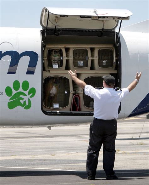  Cargo puppy travel is now available via American Airlines