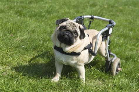  Caring for a disabled dog is stressful and without support it can lead to feelings of doubt and uncertainty, and this is completely normal! Various rescue groups also specialise in the condition and will more than happily provide you with tips and tricks