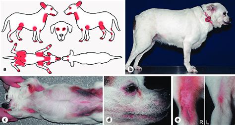 Case presentation: A month-old castrated male Maltese dog with a history of Canine Atopic Dermatitis CAD and adverse food reaction presented with genital licking behaviors that began approximately two years prior to presentation