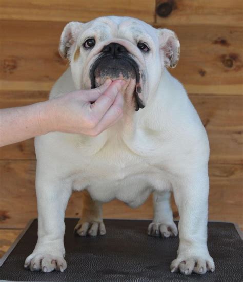  Castlewood Bulldogs has built a reputation as dedicated and trusted bulldog breeders