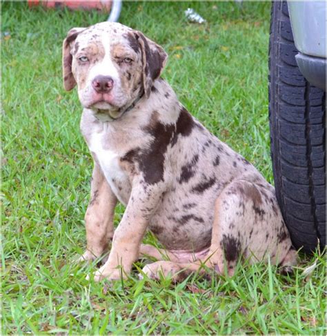  Catahoula Bulldog Feeding An ideal Catahoula Bulldog diet should be formulated for a medium to large breed with high energy