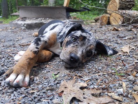  Catahoula Leopard Dogs were originally bred to hunt pigs