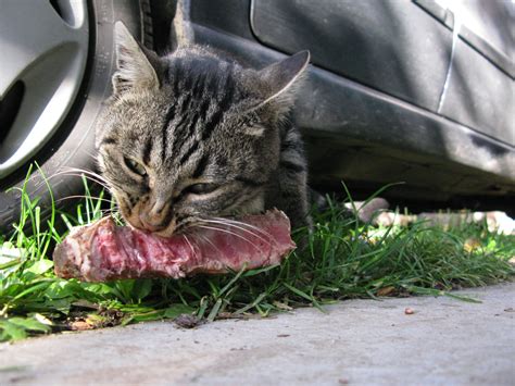  Cats are carnivorous by nature, so grain-heavy formulas can also be a detrimental choice