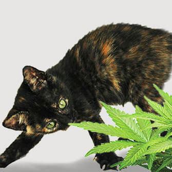  Cats are very sensitive to THC and can develop cannabis-induced toxicosis if they consume too much