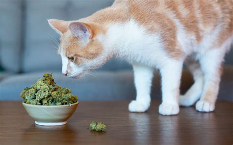  Cats supplemented with cannabis are more active and comfortable