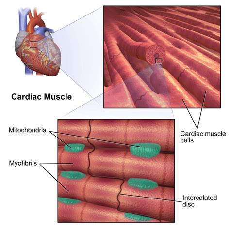  Cats with HCM have a defect in their cardiac myocytes, causing the muscle cells to be in disarray rather than in a regular, organized pattern