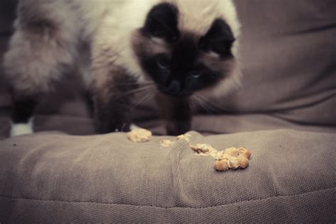  Cats with IBD may vomit, have diarrhea or may lose weight