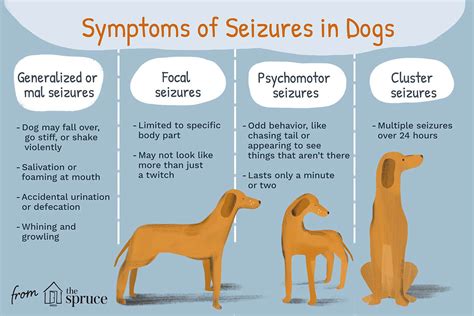  Causes of seizures vary from dog to dog