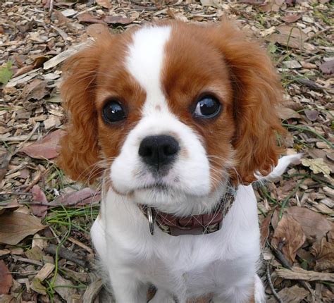  Cavalier King Charles Spaniels are without a doubt some of the friendliest little dogs in the world