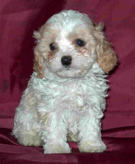  Cavapoo Rescue Groups It may be hard to find a breed-specific rescue for Cavapoos because they are a mixed breed