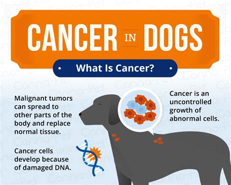  Certain cancers are very treatable, and research on preventing and curing cancer in dogs is ongoing