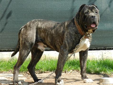  Certain canines are regarded similar to this breed like the molossers belonging to the Canary Islands namely the Spanish Mastiff and Dogo Canario, as well as the Cimarron Uruguayo a South American breed