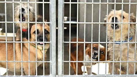  Certain facilities like rescues will specialize in spaying and neutering dogs to try and prevent overcrowding in shelters