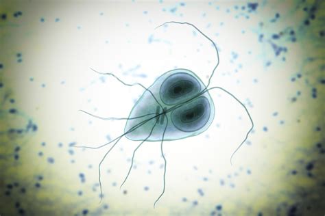  Certain parasites like giardia are extremely difficult to eradicate in our cool and wet climate