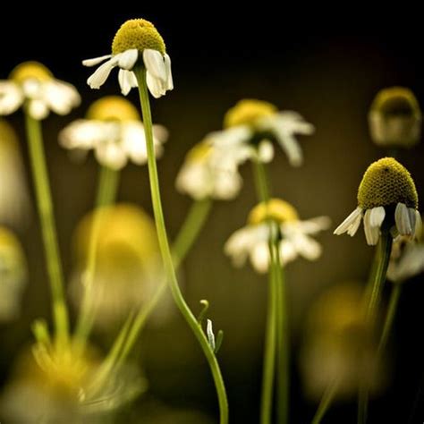  Chamomile flower, renowned for its calming abilities