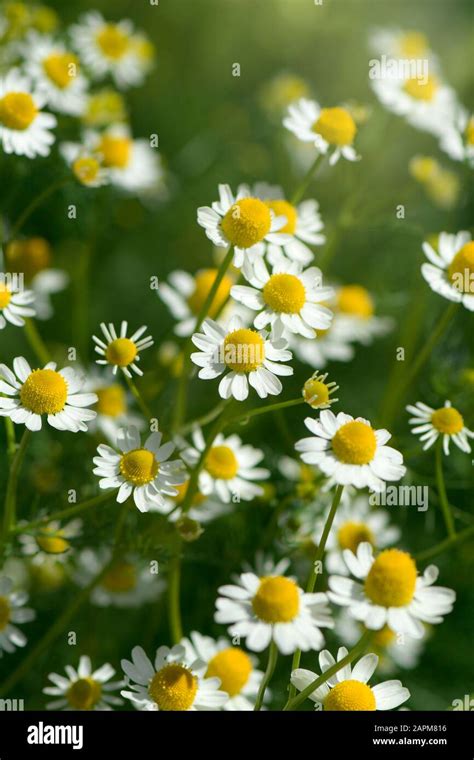  Chamomile has long been used as a mild sedative to manage anxiety