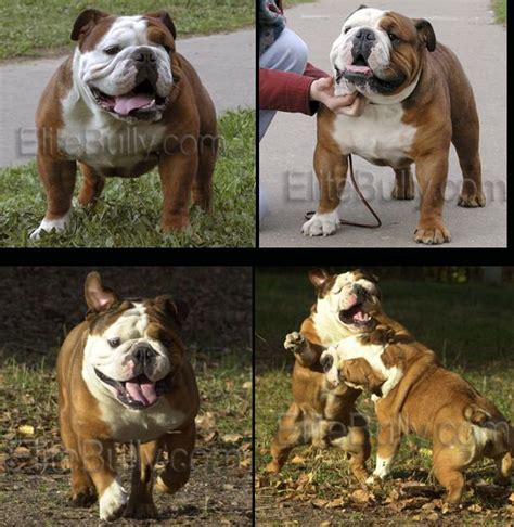  Champion Bloodlines Another factor that influences the price of an English Bulldog is its bloodline, particularly if it comes from champion lineage
