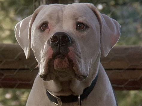  Chance, one of the canine stars from the Homeward Bound films, was an American Bulldog
