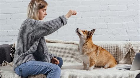  Change in behavior If you notice that your dog is displaying antisocial behavior, is easily startled, or becomes aggressive, it might be experiencing some environmental-related stress or other issues