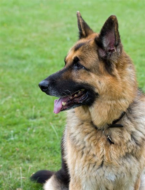  Character The German Shepherd is a breed of classic beauty and possesses superior intelligence