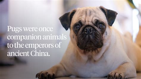  Charming and clever Pugs were once Chinese emperors