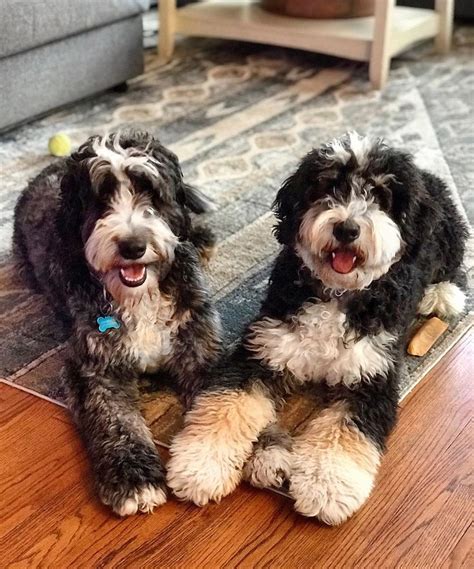  Check Stephanie and Piper out on her blog and Instagram! Generally, this occurs when you backcross a Bernedoodle with a poodle