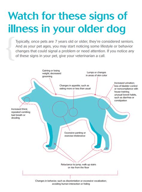  Check for temperature changes that could be added to your older dog