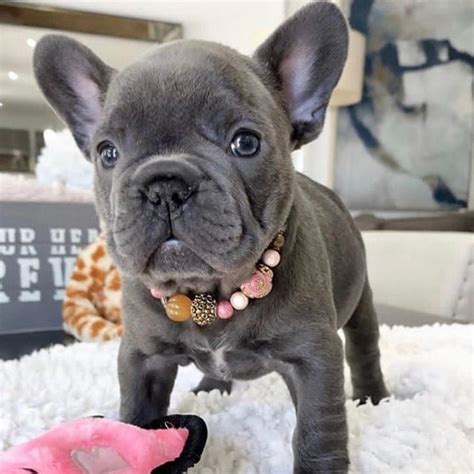  Check out our available French Bulldog pups, here!  Prices may vary depending on the coat color and the size