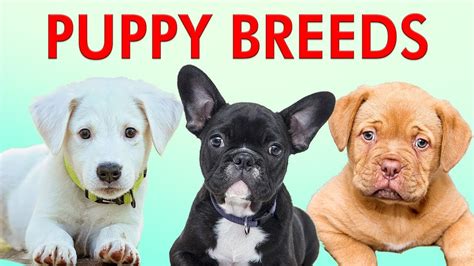  Check out our featured breeds to learn more about puppies that are ready to go to a new home
