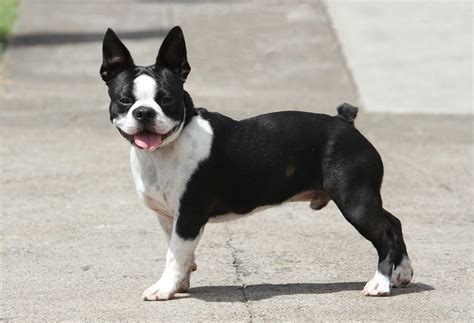  Check out our network of approved breeders and puppy businesses to find the cutest Phoenix Boston Terriers for …
