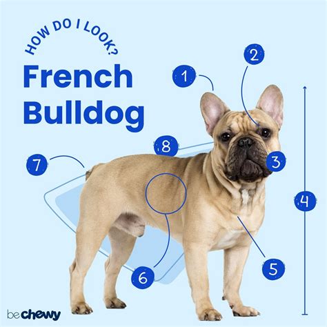  Check out the buttons and links to find out if a French Bulldog is the right new family pet for you