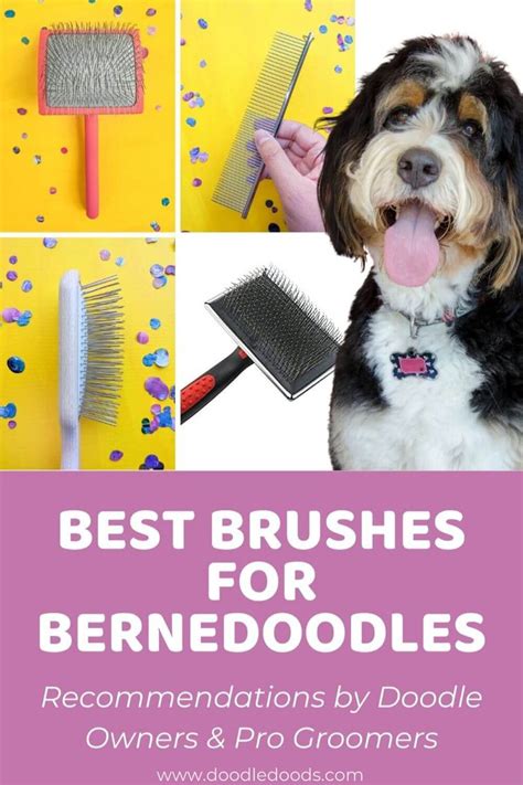  Check out the only Bernedoodle brush you will ever need to buy , or our reviews and tests of the 5 Best Shampoos for Bernedoodles and our very favorite choice