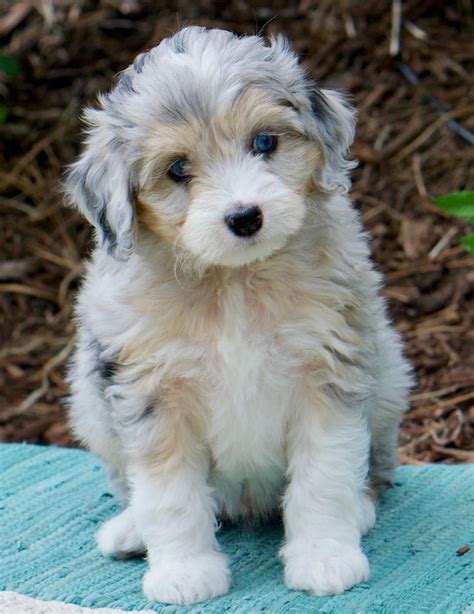  Check out this adorable Aussiedoodle puppy for sale from a reputable breeder