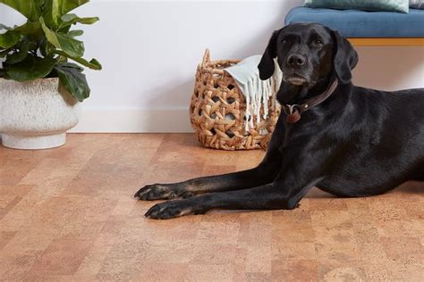  Check out this comprehensive guide to learn about the best types of flooring for dogs