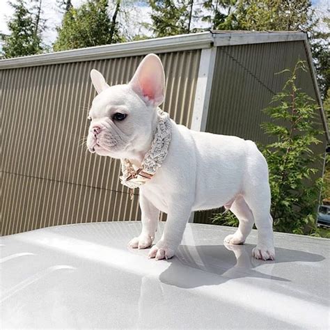  Check out this unbelievably cute and happy White Frenchie: White Frenchie vs