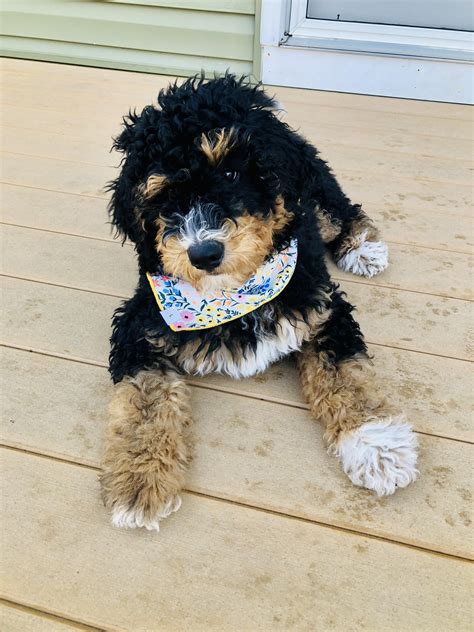  Check the Schedule We are a breeder of Bernedoodles! We are growing slowly, making sure each of our parent dogs is exactly right, and that our puppies get all of the care and attention they need to make them excellent companions for your family