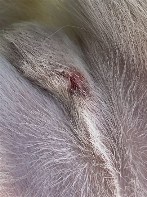  Check the incision site daily for drainage and redness, as they are signs of infection and you will need to see the veterinarian as soon as possible