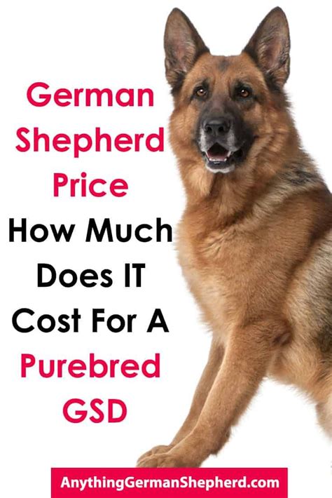  Check the registration certificate if you have it If you purchase a purebred German Shepherd from a reputable breeder, you should get a registration certificate
