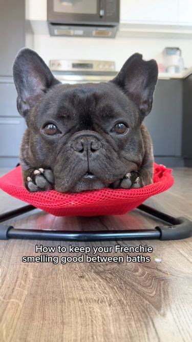  Check the section on keeping Frenchies clean between baths for more