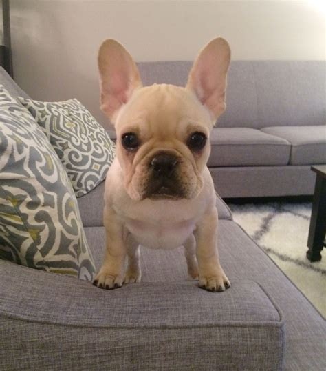  Check their available French Bulldog puppies , or if you have any questions or comments let us know below the article