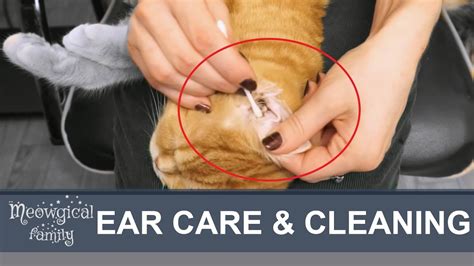  Check their ears for debris and pests daily and clean them as recommended by your vet