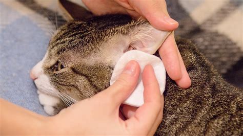  Checking and cleaning its ears once a week will also keep ear infections at bay