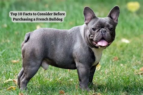  Checking references is an important part of your homework on any breeder you are considering purchasing a French Bulldog from! After you