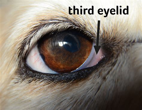  Cherry Eye Dogs and cats both have a third eyelid in the inner corner of the eye
