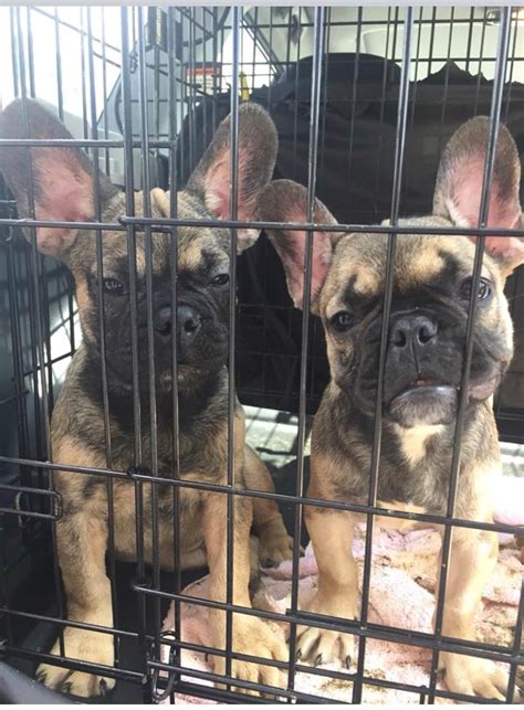  Chicago French Bulldog Rescue Texas State Troopers pulled the moving van over in Texarkana the next day and found 27 puppies packed tightly in plastic crates, suffering from various stages of heat exhaustion