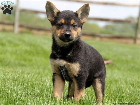 Chihuahuas are common and easy to find, but German Shepherd puppies can be very difficult to locate