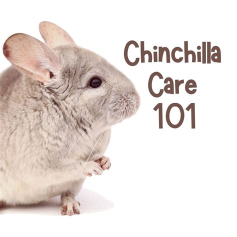  Chinchilla adoption is a wonderful way to provide a Chinchilla a second chance and caring environment
