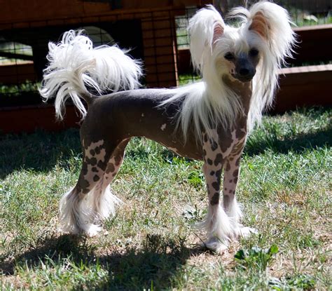  Chinese Crested Puppies For Sale
