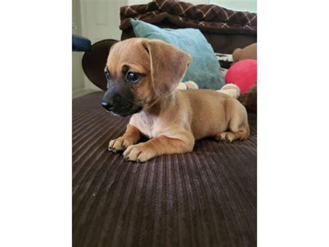  Chiweenie puppies looking for good homes